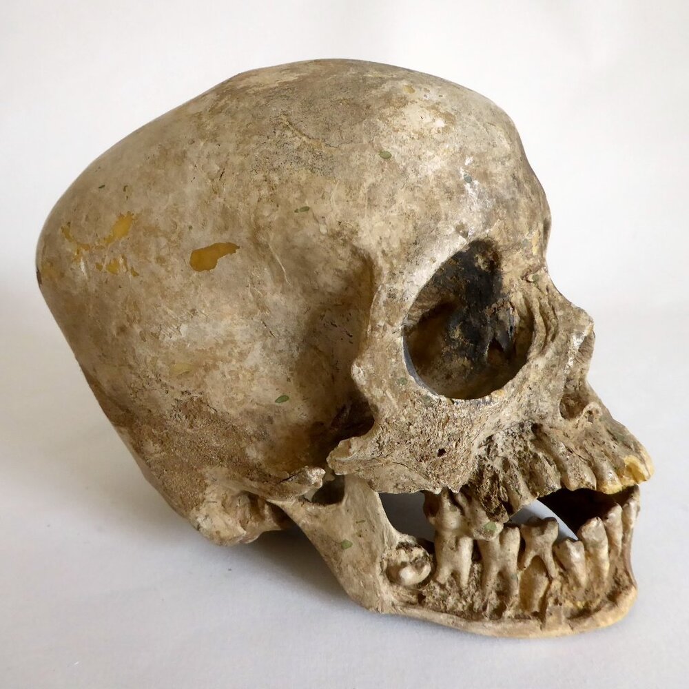 2006 DISNEY PIRATES OF THE CARIBBEAN OFFICIAL MOVIE FILM PROP PELEGOSTO SKULL - Picture 7 of 15